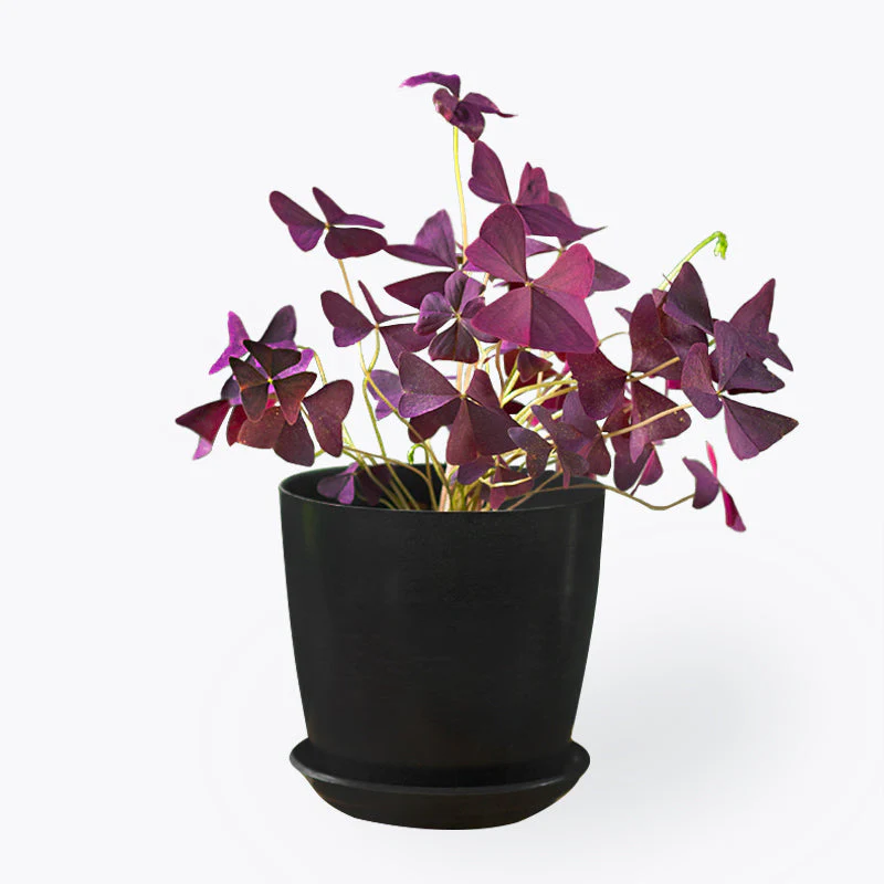Oxalis Triangularis - Image 3