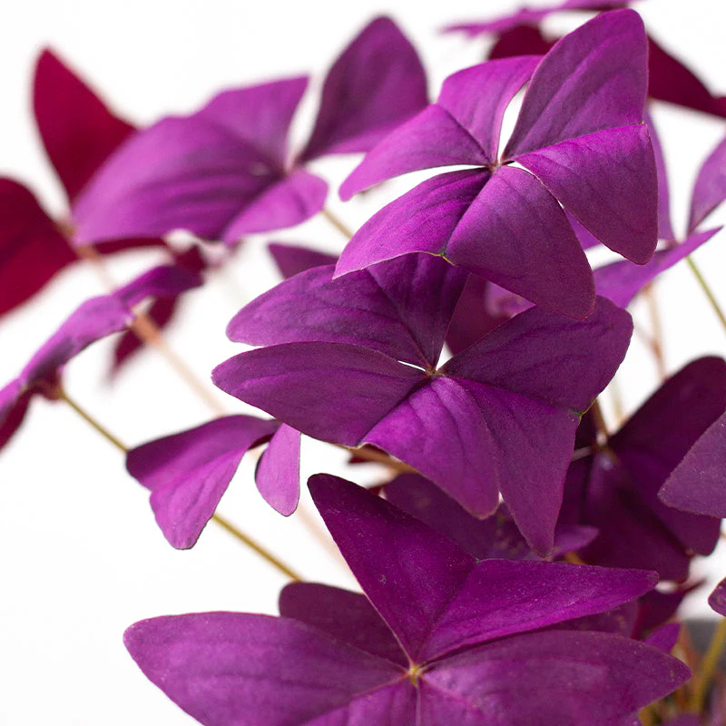 Oxalis Triangularis - Image 4