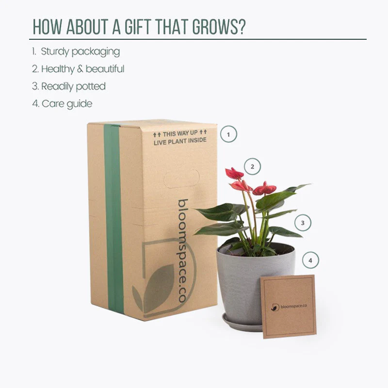 Oxalis Triangularis - Image 5