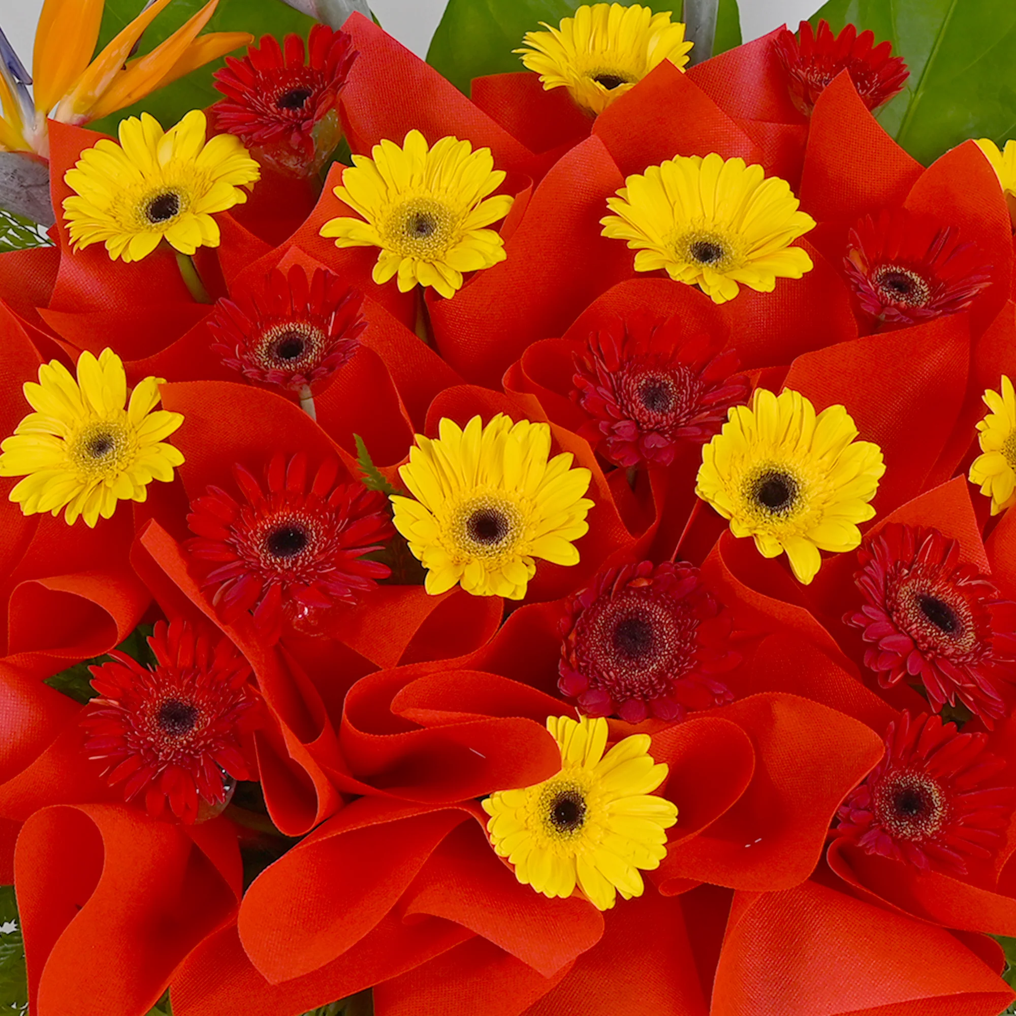 Winning Everyday Opening Flower Stand - Image 3